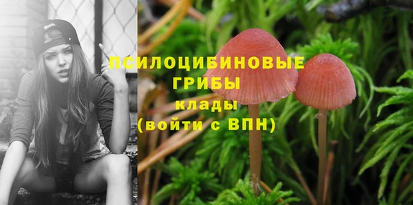 ГАЛЛЮЦИНОГЕННЫЕ ГРИБЫ Тихвин
